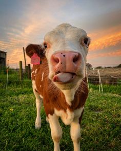 a brown and white cow standing on top of a lush green field