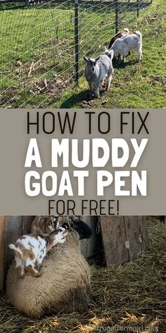 how to fix a mudgy goat pen for free and easy diy projects that kids can do