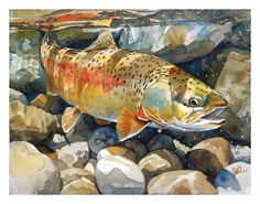 a painting of a rainbow colored fish on rocks