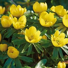 yellow flowers are blooming in the sun and green leaves on the plant's stems