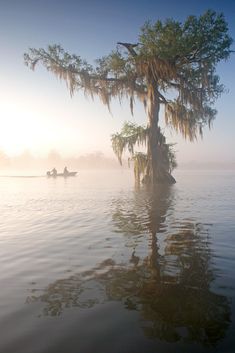 two people in canoes paddling through the water on a foggy day with trees