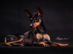 a black and brown dog laying on top of a black floor next to a wall