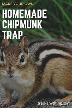 a chipmun is standing on the ground with grass in the background and text that reads make your own homemade chipmink trap