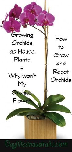 an orchid plant with the words growing orchids as house plants