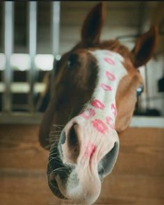 a brown horse with pink spots on it's face