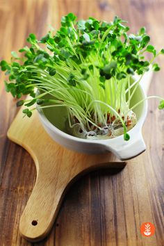 a small potted plant with green sprouts in it on a wooden table