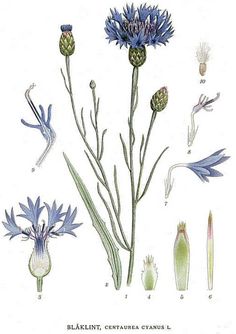 an illustration of blue flowers and leaves