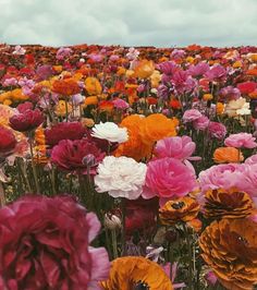 a field full of colorful flowers with clouds in the background