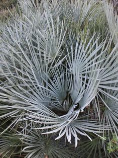 an image of a plant that is in the grass