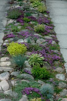 some purple flowers are growing on the side of a road