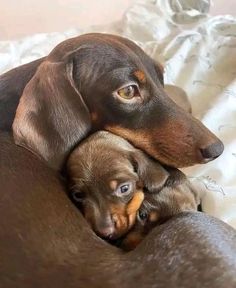 Arte Dachshund, Baby Dachshund, Famous Dogs, Sausage Dogs, Doxie Dogs