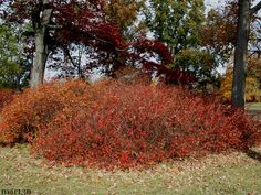 a bush with red leaves in front of some trees and grass on the ground next to it