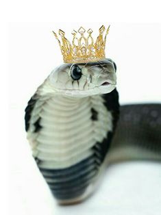 a snake with a crown on it's head is shown in front of a white background