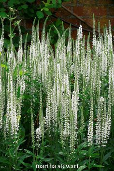 white flowers are growing in the grass near a brick wall and green plants behind them