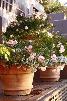 three large potted plants with pink and white flowers sitting on the side of a building