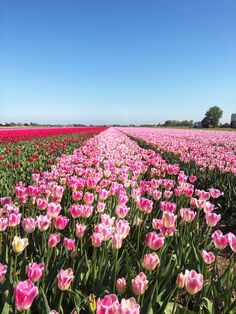 a field full of pink and yellow tulips under a blue sky