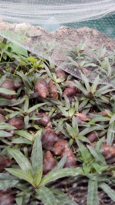 there are many potatoes growing in the ground