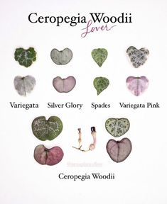 several different types of leaves arranged in the shape of heart shapes with names written below