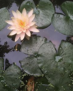 a pink flower floating on top of water surrounded by lily pads and green leafy plants