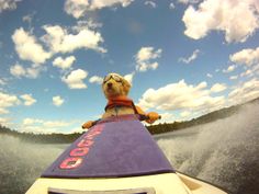 a dog riding on top of a surfboard in the ocean while wearing goggles