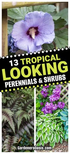 three different types of flowers and plants with the words tropical looking perennials and shrubs