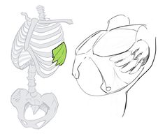 a drawing of a fish next to a skeleton with a green leaf on it's back