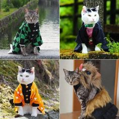 four different pictures of cats wearing clothes