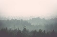 a foggy forest filled with lots of trees