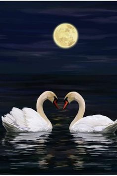 two white swans in the water with a full moon behind them and one is making a heart shape