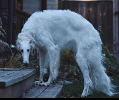 a large white dog standing on top of a wooden step next to a building and grass