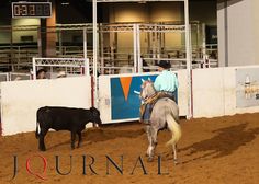 a man riding on the back of a white horse next to a cow in an arena