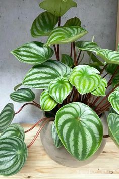 a potted plant with green and white leaves