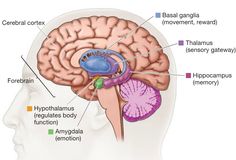 the human brain is labeled with labels on its structures and functions, including the cerebratorys