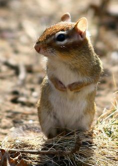 a small rodent standing on its hind legs in the dirt and looking at the camera