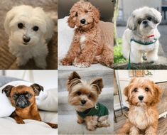 four different pictures of dogs in sweaters on the floor, one is brown and two are white