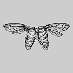 a black and white drawing of a moth on a gray background, with the wings spread out