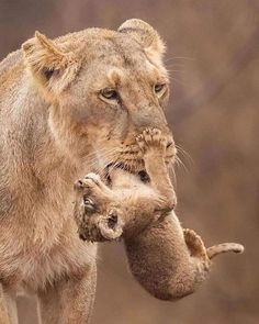 a lion cub playing with its mother in the wild on an african safari animal park