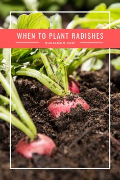 radishes growing in dirt with text overlay saying when to plant radishes