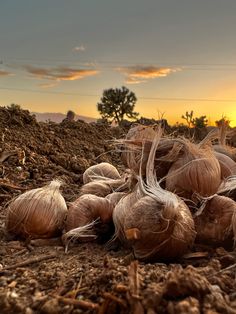 some onions are laying on the ground at sunset