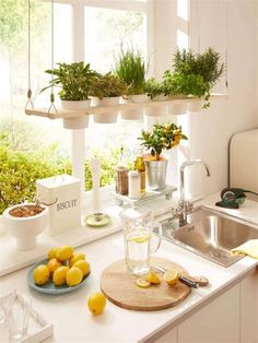 some lemons are sitting on the counter in front of a window with potted plants