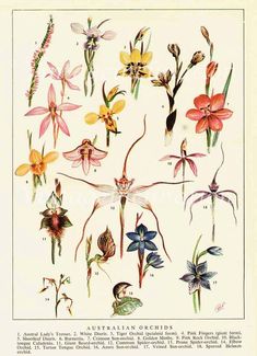 an illustration of various flowers and insects