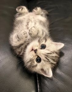 a small kitten laying on its back on top of a leather couch with it's paws up