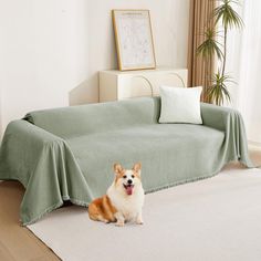 a dog sitting on the floor in front of a couch covered with a green blanket