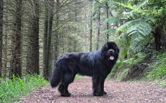 a large black dog standing in the middle of a forest