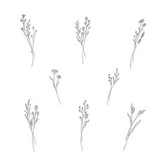 six different types of flowers are shown in this drawing style, each with one single flower