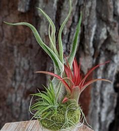 an air plant sits on top of a wooden table