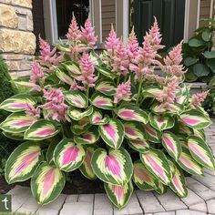 a pink and green plant in front of a house