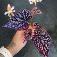 a person's hand holding a purple and white plant