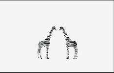 two giraffes standing next to each other on a white background