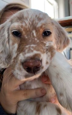 a woman is holding a puppy in her lap while she holds it up to the camera